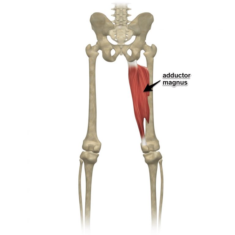 Leg: Adductor Exercises - Chiropractic and Yoga Alignment